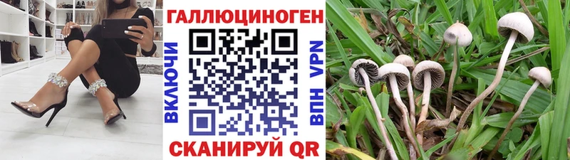 Галлюциногенные грибы Psilocybine cubensis  Купить закладки  Калининец 